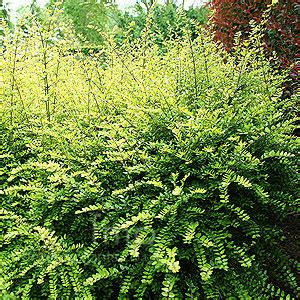 LONICERA NITIDA BAGGESENS GOLD - Rasadnik Manojlović