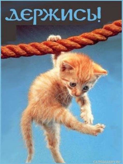 Adorable Orange Kitten Hanging with Happy Birthday in Russian