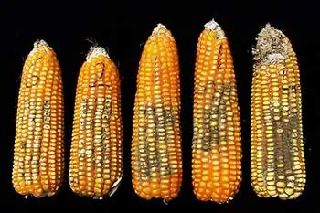 Aflatoxin