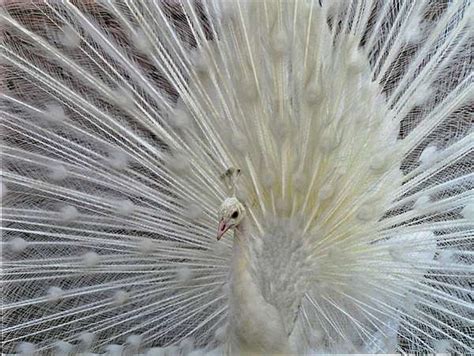 Peacocks Peahens White Proven Pairs And Peachicks For Sale