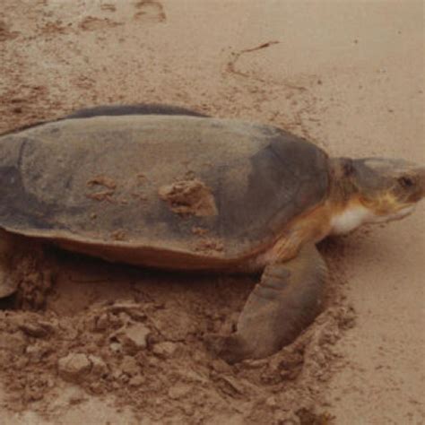 Flatback Sea Turtle facts and Pictures