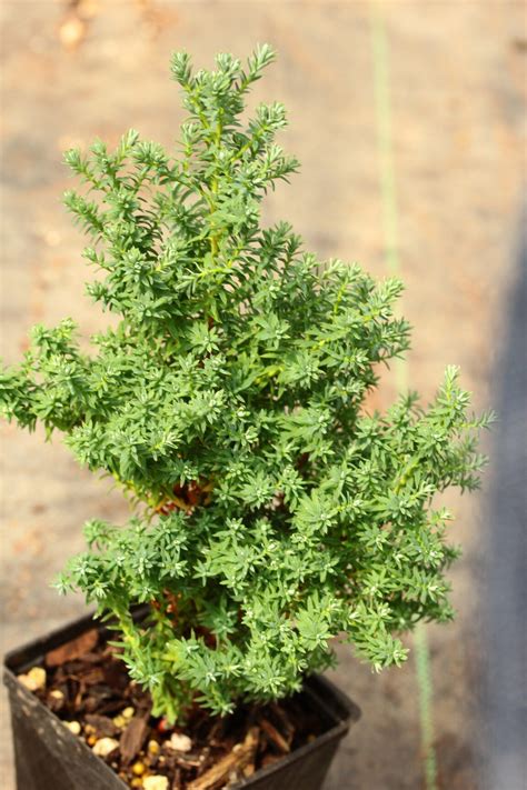 Chamaecyparis Thyoides Red Star White Cedar Conifer Kingdom