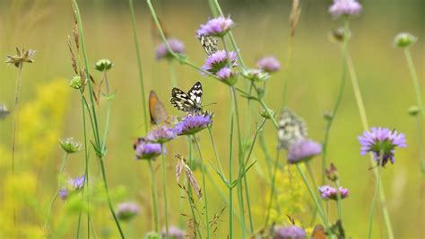 Bing HD Wallpaper Mar 1, 2024: Butterflies in a meadow, Germany - Bing ...