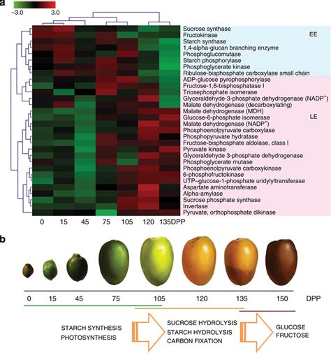 Expression Profiling Of Sugar Metabolism Related Genes At Different