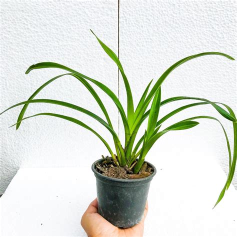 5 Mudas De Orquidea Cymbidium Pronta Entrega Frete Gratis