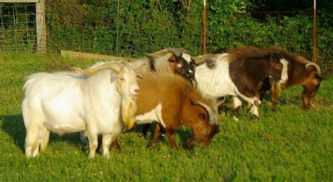 Meat Goat Mania May 2017 P2