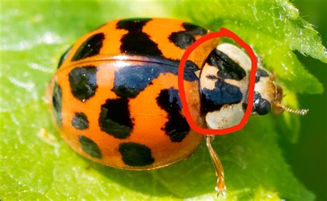 Types Of Ladybugs Found In Canada Id Guide Bird Watching Hq