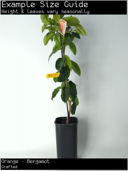 Buy Orange Bergamot Citrus Fruit Tree Citrus Aurantium Ssp Bergamia