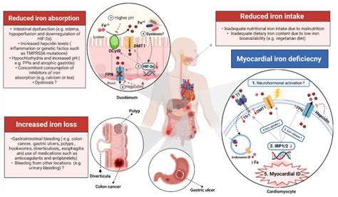 Overview Of The Biological Consequences Of Iron Deficiency NTproBNP