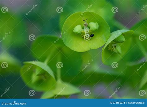 Spuro De Madera Euphorbia Amygdaloides Foto De Archivo Imagen De