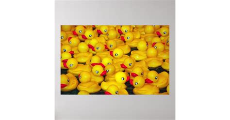 Yellow Rubber Duckies Print Poster Zazzle
