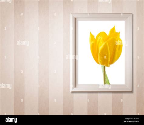Classic Tulip Hi Res Stock Photography And Images Alamy