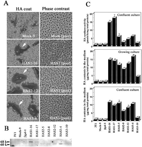 Figure From Abnormal Accumulation Of Hyaluronan Matrix Diminishes