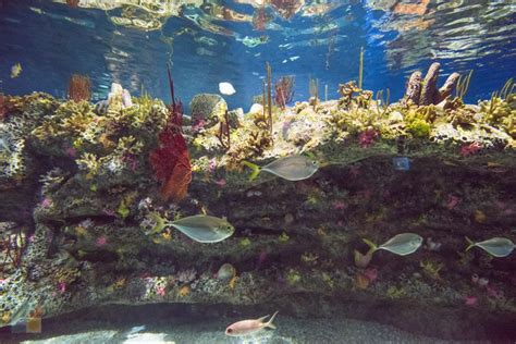 Nc Aquarium At Fort Fisher Wilmington