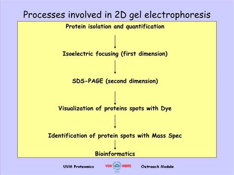 PPT - Electrophoresis and 2D Gel Analysis PowerPoint Presentation, free download - ID:353102