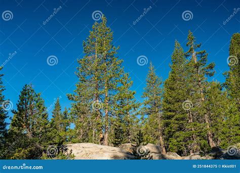 Single Evergreen Stands In Boulder Field Stock Image Image Of Pass Crest 251844375