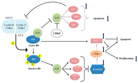 Cells Free Full Text Tumor Suppressors Having Oncogenic Functions