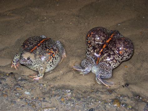 Mexican Burrowing Toad Facts And Pictures