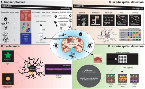 Frontiers High Resolution Transcriptomic And Proteomic Profiling Of