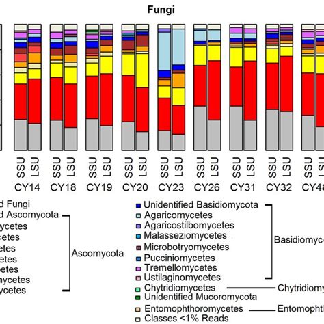 Taxonomic Composition Of Archaea Taxonomic Classification And