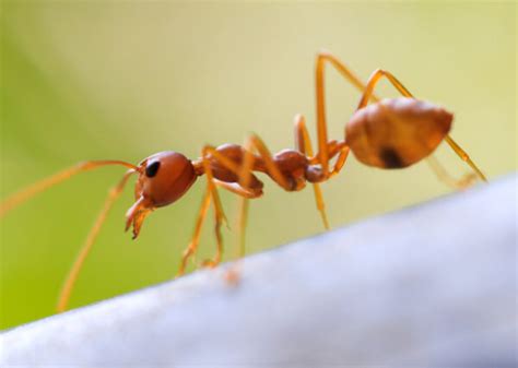 Fire Ants Identification And Prevention Guide 24h Pest Pros