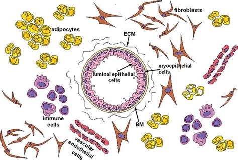 Stromal Epithelial Interactions During Mammary Gland Development