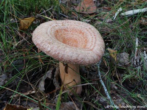 Mushroom Identifier Mushroom World