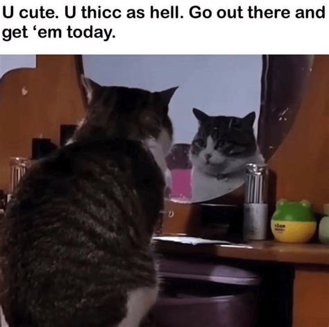 Funniest Feline Memes For Hooman Cat Lovers Who Can Relate With Their