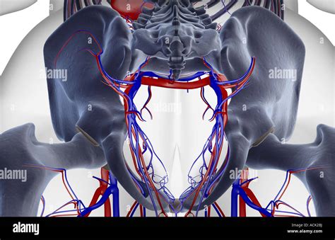 Blood Vessels Pelvis High Resolution Stock Photography and Images - Alamy