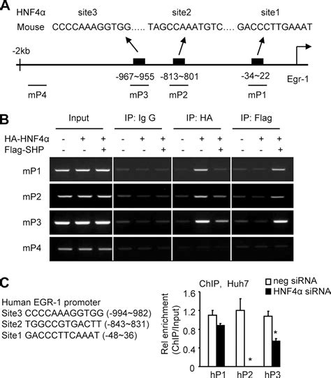 Diurnal Regulation Of The Early Growth Response Egr Protein