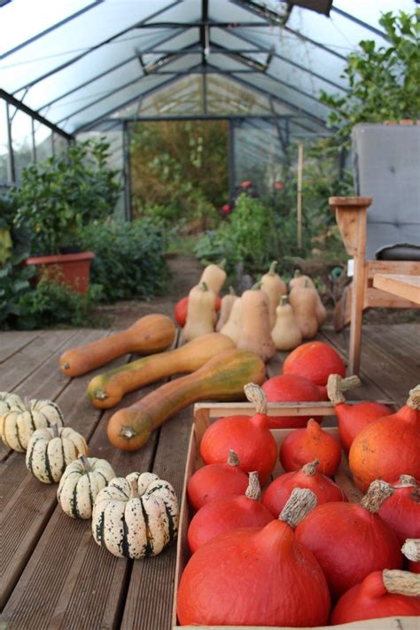 R Colter Les Courges Et Les Faire S Cher Sous Sa Serre Acd Acd