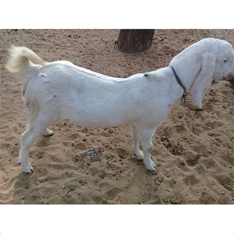 Sojat Male Goat At 11000 00 INR In Ajmer Rajasthan Happy Goat Farm