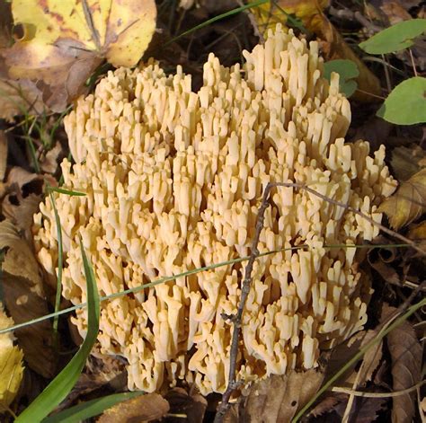 ホウキタケ属 Ramaria Picture Mushroom