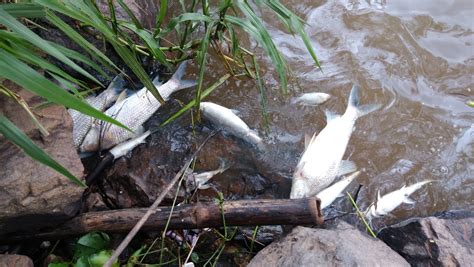 MORTE DE PEIXES NO RIO VERDE INTRIGA MORADORES DE SÃO LOURENÇO NESTE