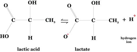 Difference Between Lactic Acid And Lactate Massage And Fitness Magazine