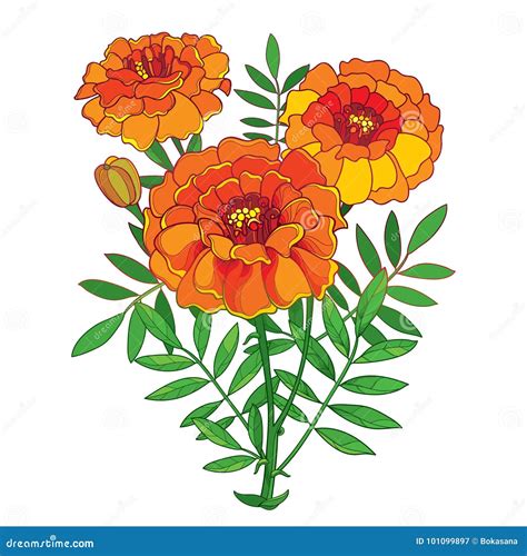 Vector Blumenstrauß Mit Orange Blume Tagetes Oder Der Ringelblume