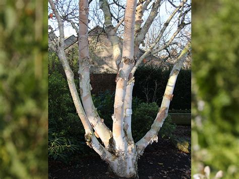 Betula Costata Daleside Trees Plants