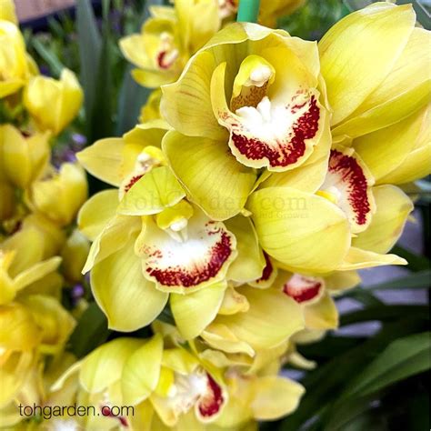 Cymbidium Arrangement In Self Watering Pot Toh Garden Singapore