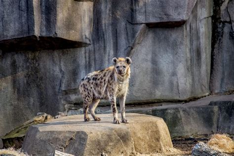 Florence Mila Borchert Big Cat Country Archives - Milwaukee County Zoo