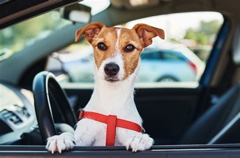 Jack Russell Terrier Cachorro Senta Se No Carro No Assento Do Motorista