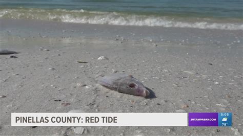 Moderate To High Levels Of Red Tide Detected In Pinellas County