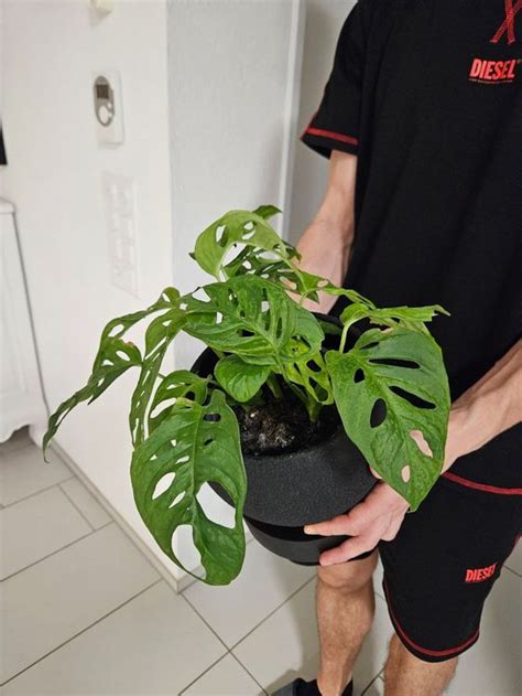 Monstera Adansonii Zimmerpflanze Mit Topf Kaufen Auf Ricardo