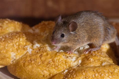 Mouse In The Kitchen Askdrmanny