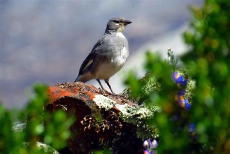 Parque Nacional Huascar N Flora Y Fauna En Per Teleflor