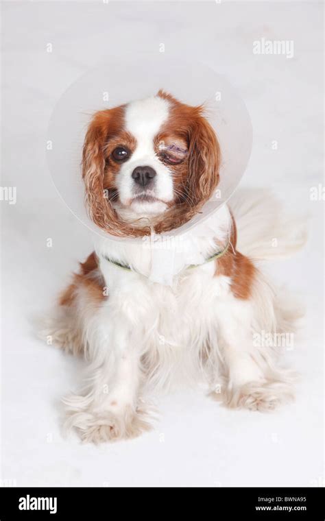 How Much Does Eye Removal Surgery Cost For A Dog
