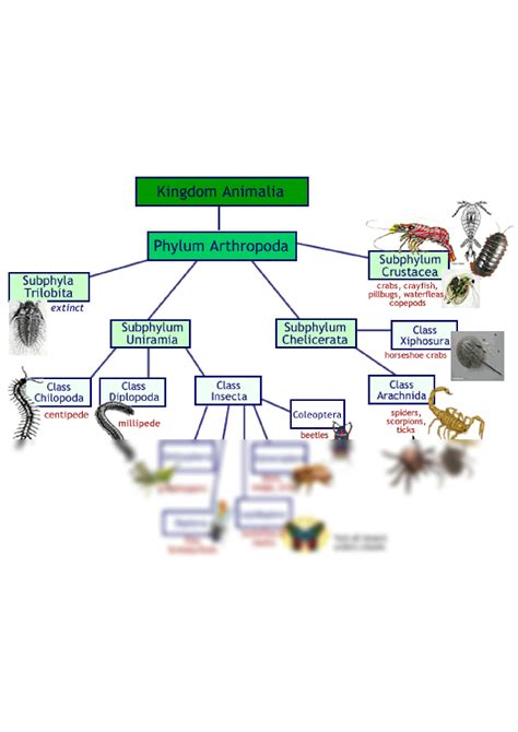 Solution Phylum Arthropoda An Easy Mindmap With Subphylum And Classes