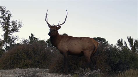 Riding An Elk Rescue Mission Youtube