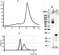 Peculiarities Of Thermal Denaturation Of OmpF Porin From Yersinia