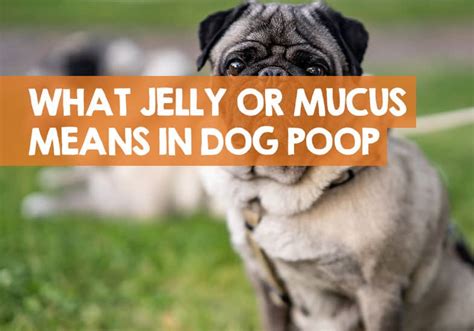 What Jelly Mucus in Dog Poop Might Mean? (Red, White, & Yellow Jelly)