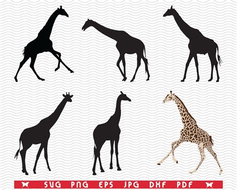 Svg Giraffes Black Silhouettes Digital Clipart Files Eps